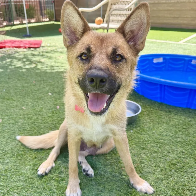 An adult medium-sized female Yellow / Tan / Blond / Fawn German Shepherd Dog dog named Grace for adoption in Agoura Hills, CA
