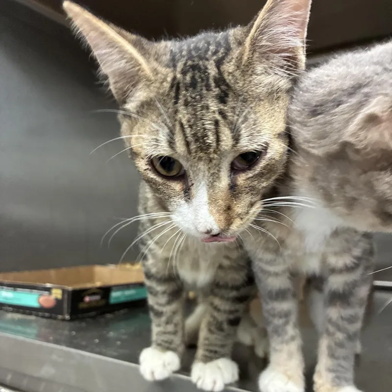 A baby small-sized female Domestic Short Hair cat named America's Most Wanted for adoption in Carencro, LA