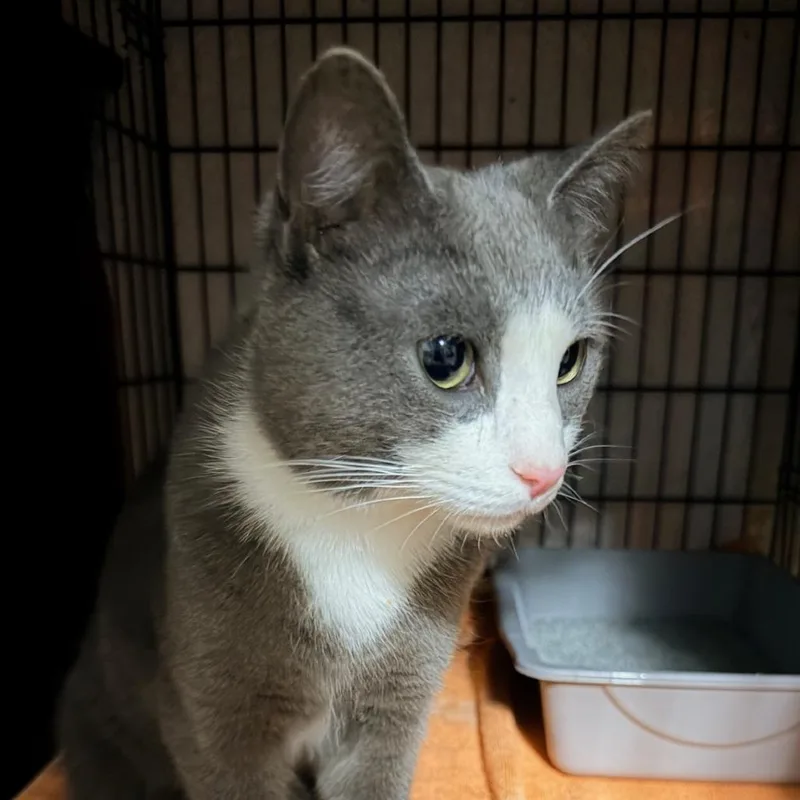 A young small-sized male Gray / Blue / Silver Domestic Short Hair cat named Cub for adoption in Winchester, VA