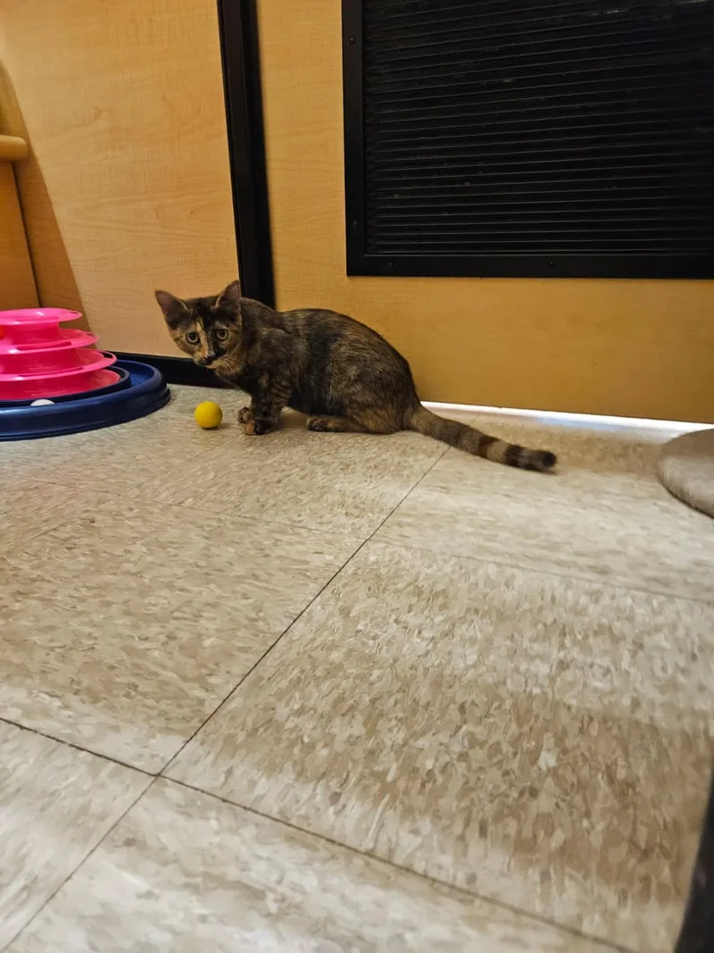 A young small-sized female Tortoiseshell Domestic Short Hair cat named Fire for adoption in Bellmawr, NJ
