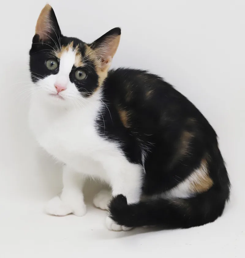 A baby small-sized female Calico Extra-Toes Cat / Hemingway Polydactyl named Beatrice is a MULTI for adoption in Bedford Hills, NY