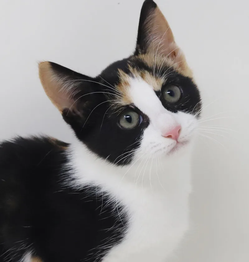 Beatrice is a MULTI thumbnail 3