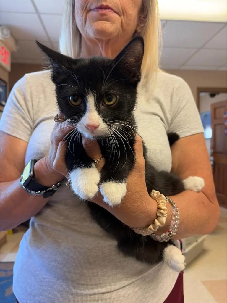 A baby small-sized male Domestic Short Hair cat named Ernest for adoption in Maumelle, AR