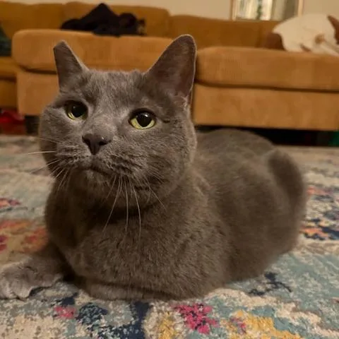 A senior large-sized female Gray / Blue / Silver Domestic Short Hair cat named Agnes for adoption in Philadelphia, PA