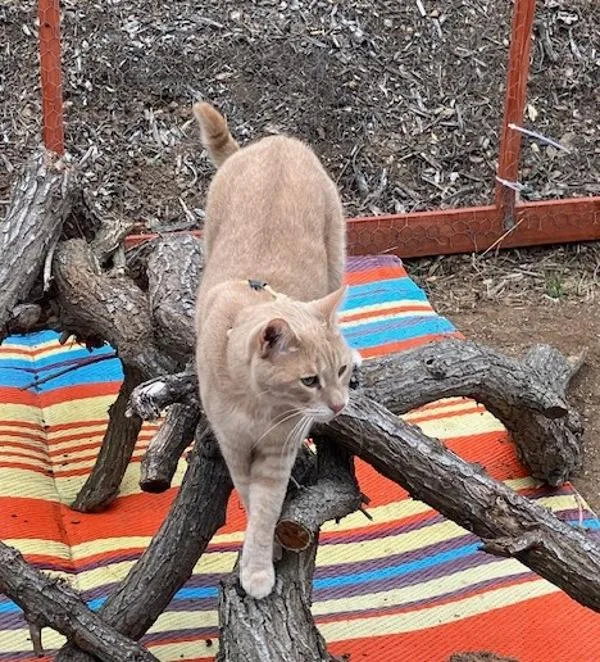 An adult large-sized male Domestic Short Hair cat named Artie Moose for adoption in Escondido, CA