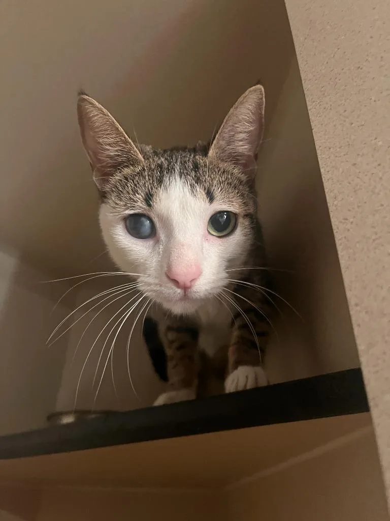 A young small-sized female Domestic Short Hair cat named Poppy for adoption in Los Angeles, CA