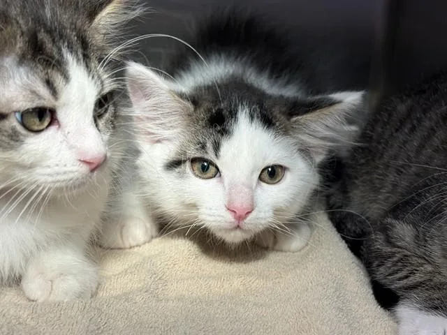 A baby small-sized male Domestic Short Hair cat named Davey Jones for adoption in Rancho Cucamonga, CA