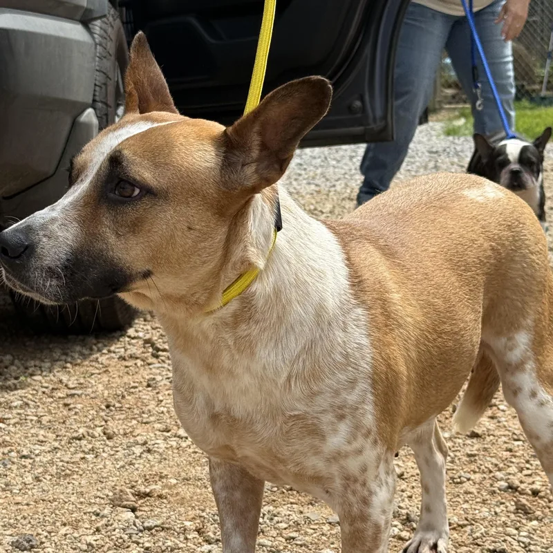 An adult medium-sized female Red / Chestnut / Orange Cattle Dog dog named Harriet for adoption in Columbia, SC