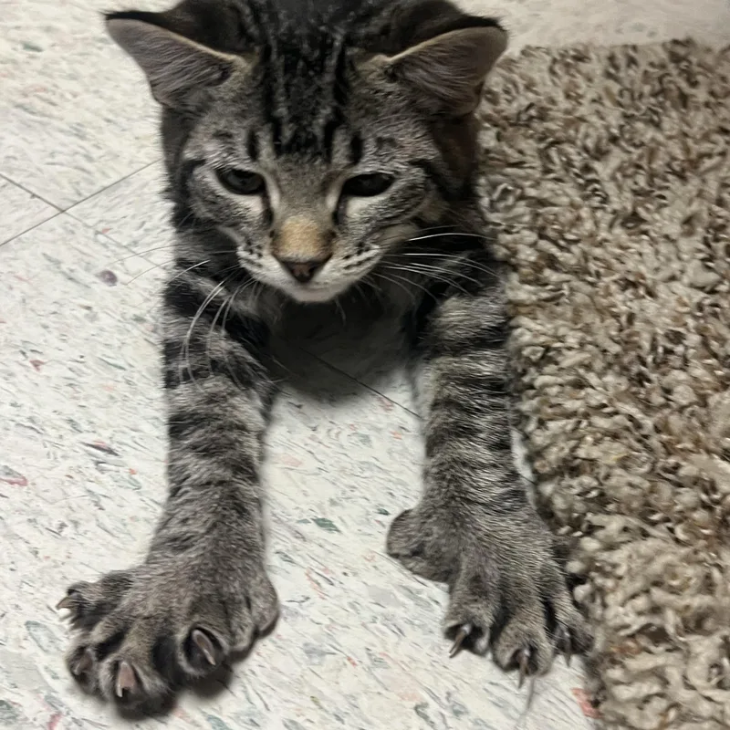 A baby medium-sized female Tabby (Gray / Blue / Silver) Domestic Short Hair cat named Betty for adoption in Spokane, WA