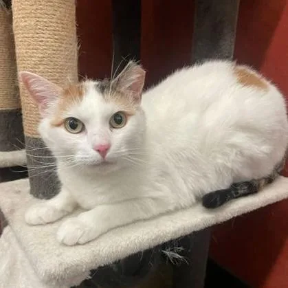 An adult medium-sized female Calico Domestic Short Hair cat named Alexis for adoption in Rochester, MN