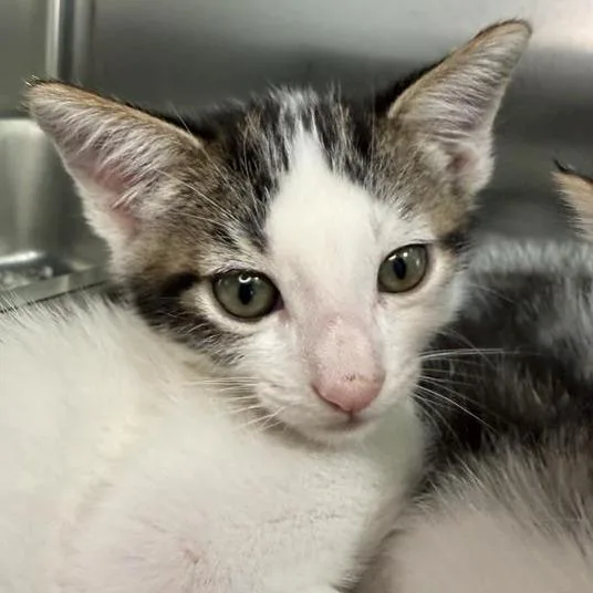 A baby small-sized male Domestic Short Hair cat named Edison for adoption in Los Angeles, CA