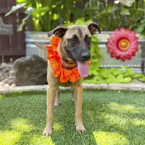 A young medium-sized female Black Shepherd dog named Nova for adoption in Southport, CT