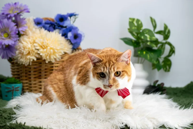 An adult small-sized male Orange & White Domestic Short Hair cat named Alvin for adoption in Sevierville, TN