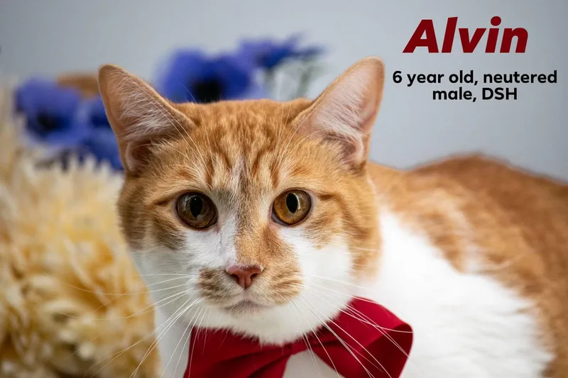 Alvin thumbnail 3