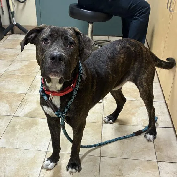 A young extra large-sized male Mixed Breed dog named Lemur for adoption in Troutdale, OR