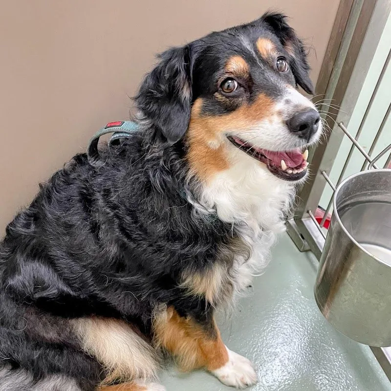 An adult medium-sized female Black Australian Shepherd dog named Luna for adoption in Lyndhurst, VA