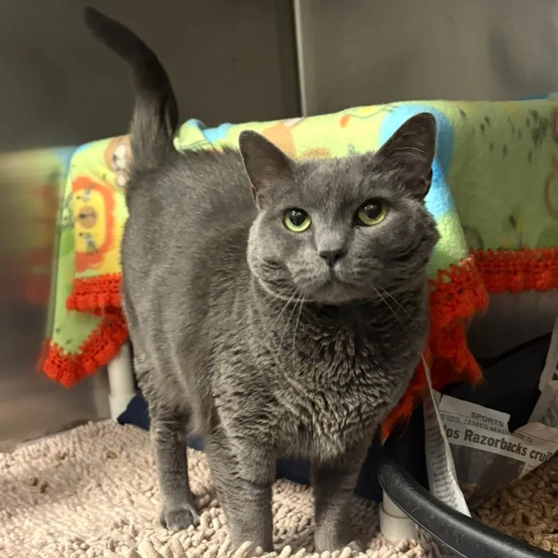 A senior large-sized female Gray / Blue / Silver Domestic Short Hair cat named Puffy for adoption in Charlottesville, VA