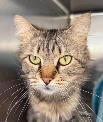 A young medium-sized female Domestic Long Hair cat named Boody Puddles for adoption in Windsor, CT