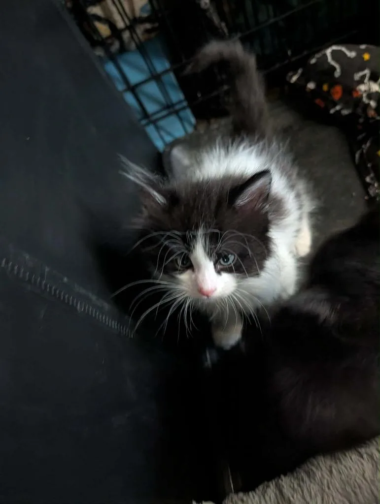 A baby medium-sized male Domestic Medium Hair cat named Domino for adoption in Grand Junction, CO