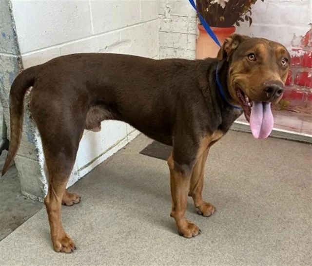 A young medium-sized male German Shepherd Dog dog named Guenther for adoption in San Bernardino, CA