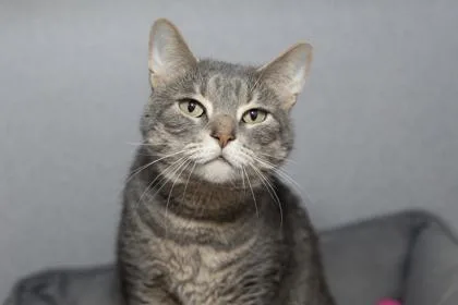 An adult small-sized female Domestic Short Hair cat named B Misty for adoption in North Charleston, SC