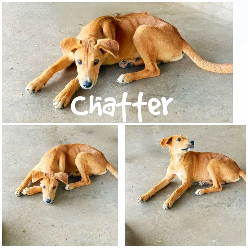 Chatter