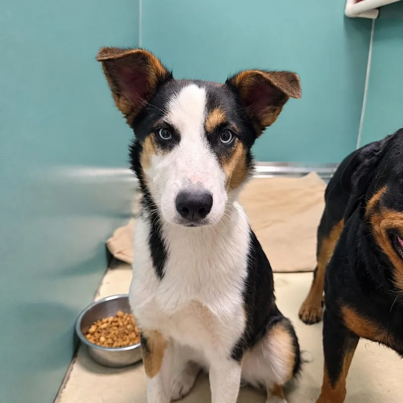 A young medium-sized female Husky dog named BHSIStray for adoption in International Falls, MN