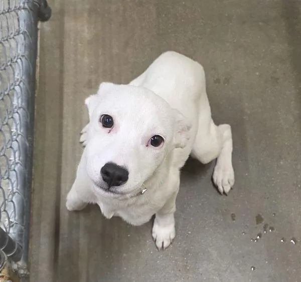 A baby large-sized female Border Collie dog named Chrissy for adoption in Sioux City, IA