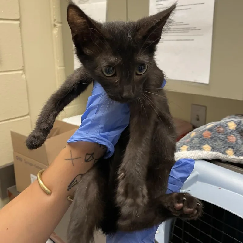 A baby small-sized male Black Domestic Short Hair cat named Benjamin for adoption in Columbus, GA