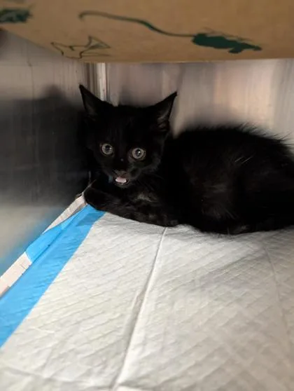 A baby small-sized female Domestic Short Hair cat named Bonnie for adoption in West Chester, PA