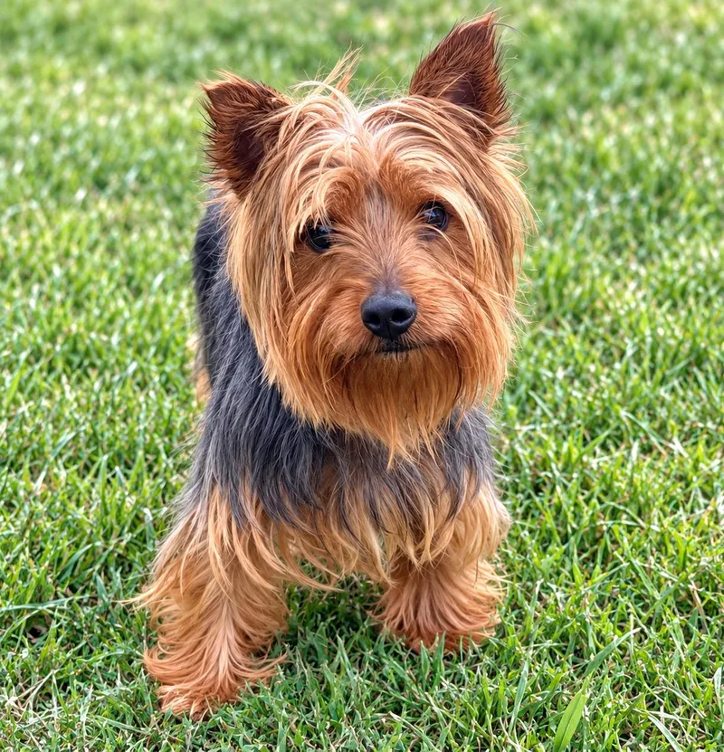 An adult small-sized female Yorkshire Terrier dog named Morgan for adoption in Waldorf, MD
