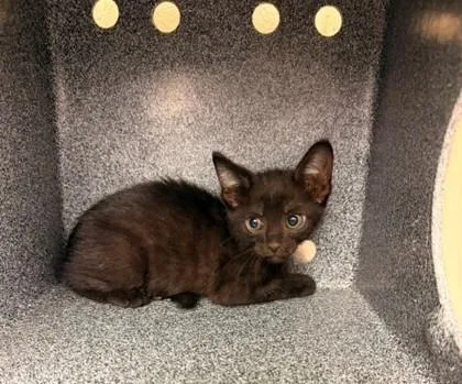 A baby small-sized male Domestic Short Hair cat named Joey for adoption in Irving, TX
