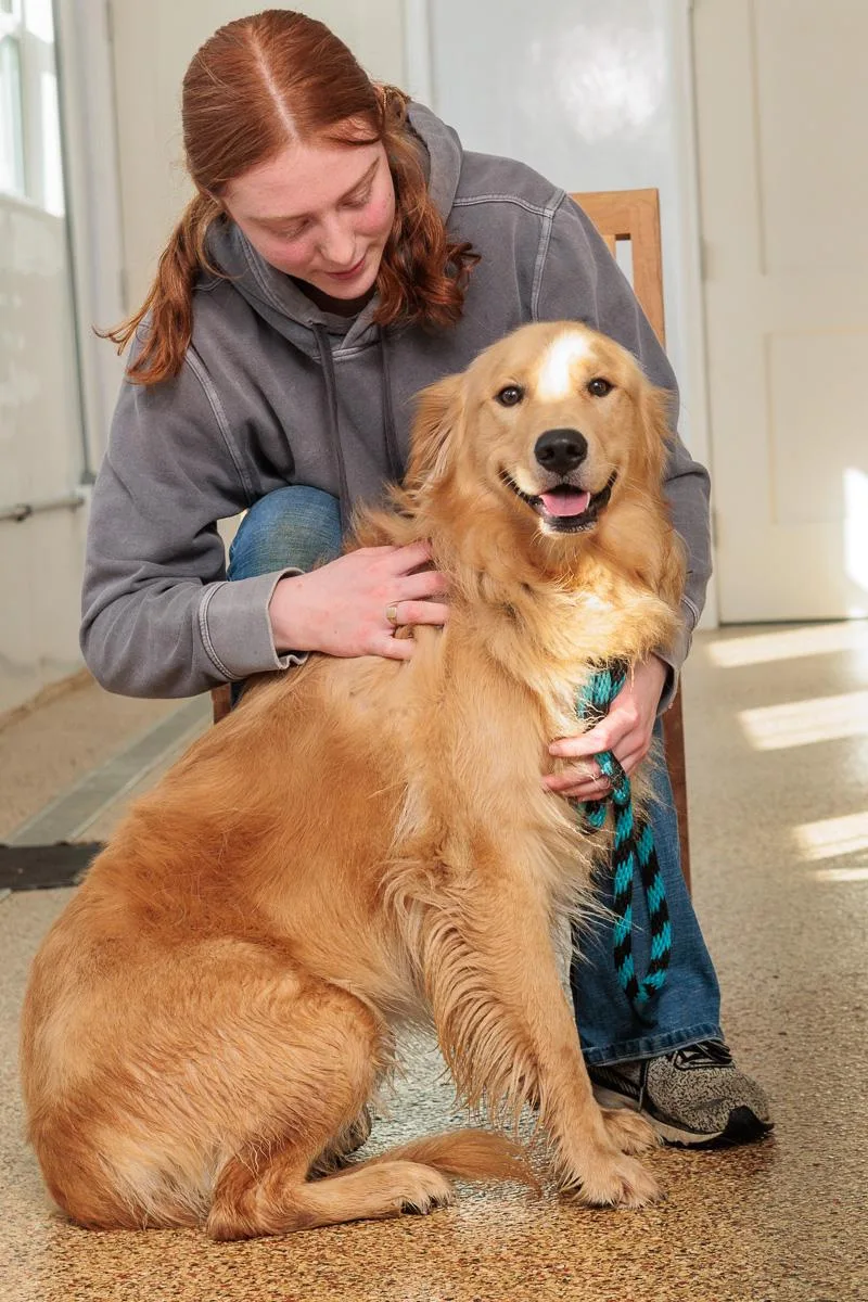 A young medium-sized male Golden Retriever dog named Bailey for adoption in Chester Springs, PA