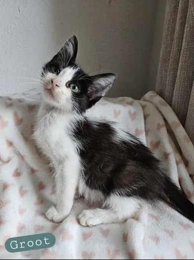 A baby medium-sized male Black & White / Tuxedo Domestic Short Hair cat named Groot for adoption in Liverpool, TX