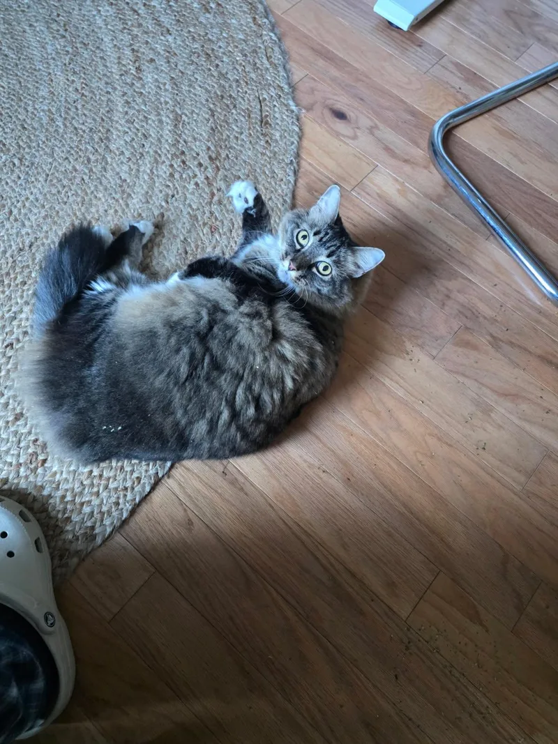 Molly