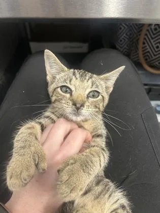 A baby small-sized male Domestic Short Hair cat named Mr. Crabs for adoption in West Chester, PA