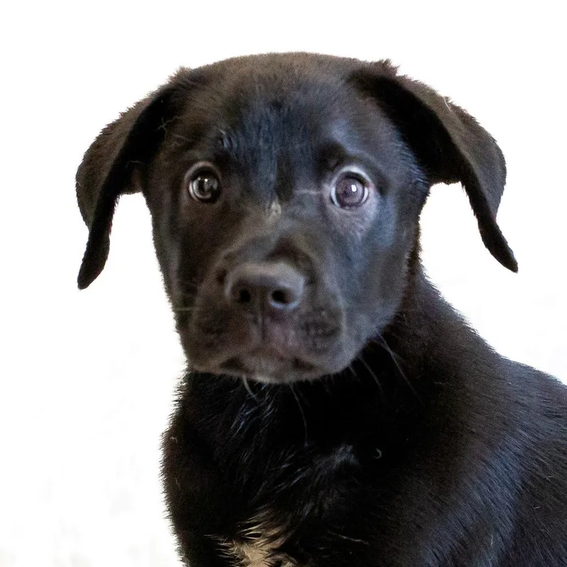 A baby small-sized male Black Mixed Breed dog named Max for adoption in Cartersville, GA