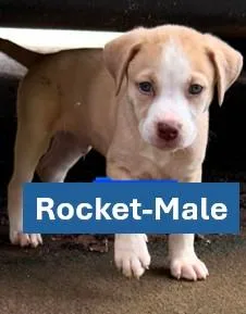 A young medium-sized male Apricot / Beige Yellow Labrador Retriever dog named Rocket  Americana Litter for adoption in Sheboygan, WI