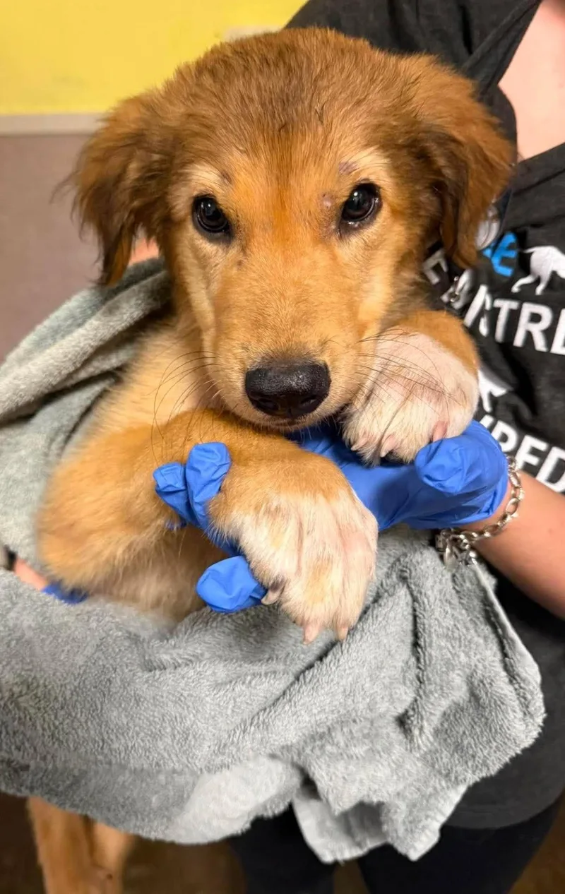 A baby small-sized male Great Pyrenees dog named Found stray: Cricket for adoption in Rockwall, TX