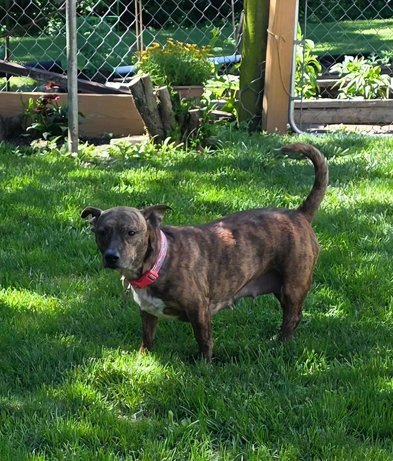 An adult medium-sized female Mixed Breed dog named Gypsy for adoption in Byron, IL