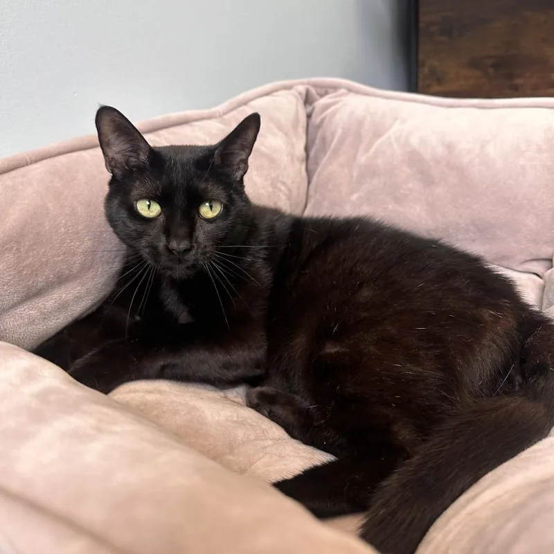 A young large-sized male Black Domestic Short Hair cat named Shadow for adoption in Boston, MA