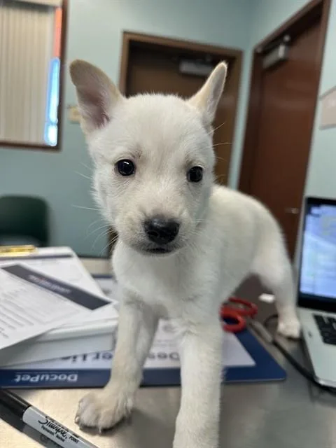 A baby small-sized male Siberian Husky dog named Coconut for adoption in Phoenix, AZ