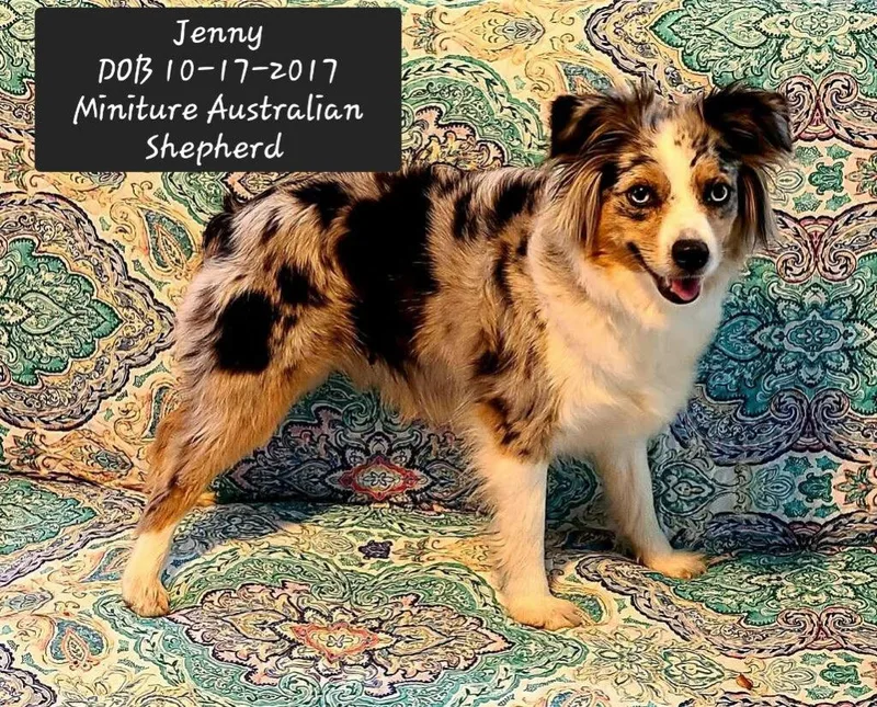 A young small-sized female Australian Shepherd dog named Jenny for adoption in York, SC