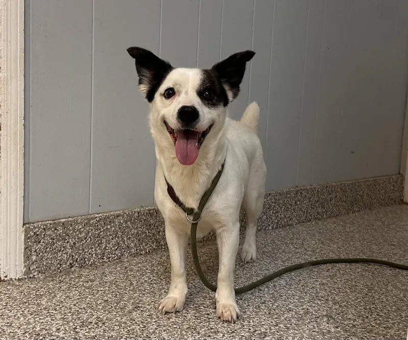 An adult medium-sized female White / Cream Terrier dog named Mama Goose for adoption in Chattanooga, TN