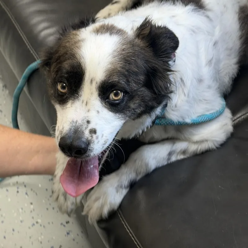 An adult small-sized female White / Cream Australian Shepherd dog named Taloni for adoption in Marion, VA