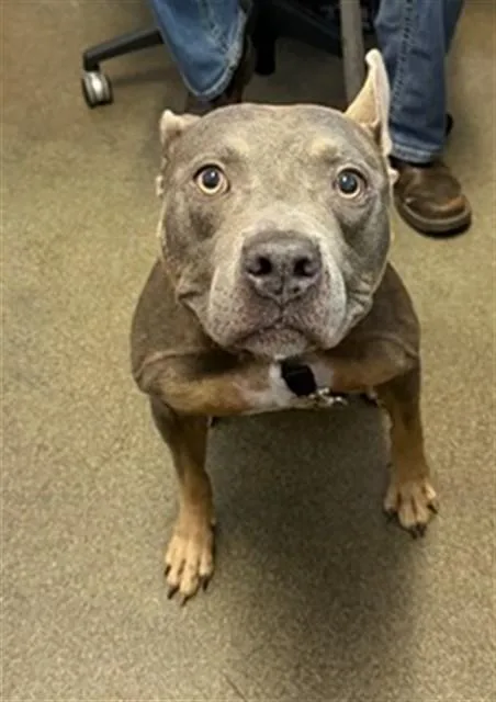 A young large-sized male Mixed Breed dog named Lover Boy for adoption in Jacksonville, FL