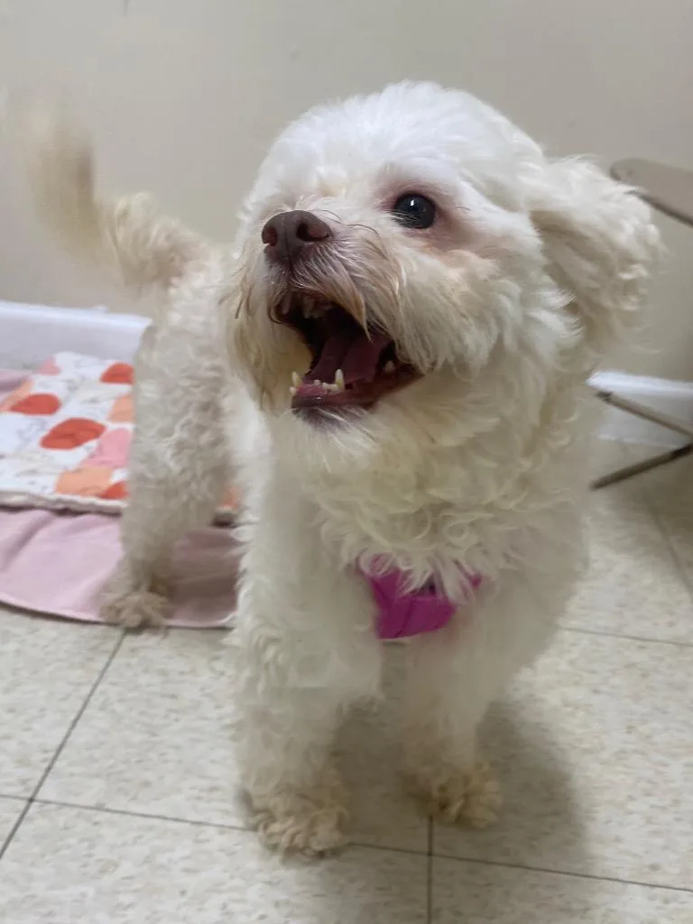 An adult small-sized female Poodle dog named Sundae for adoption in Fall River, MA