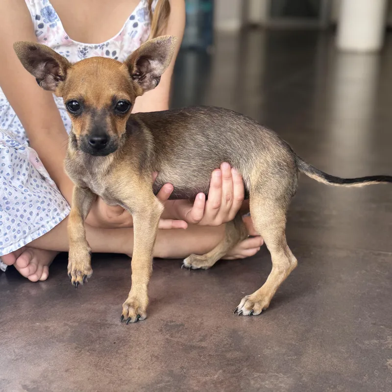 A baby small-sized male Bicolor Chihuahua dog named Willis for adoption in Manvel, TX