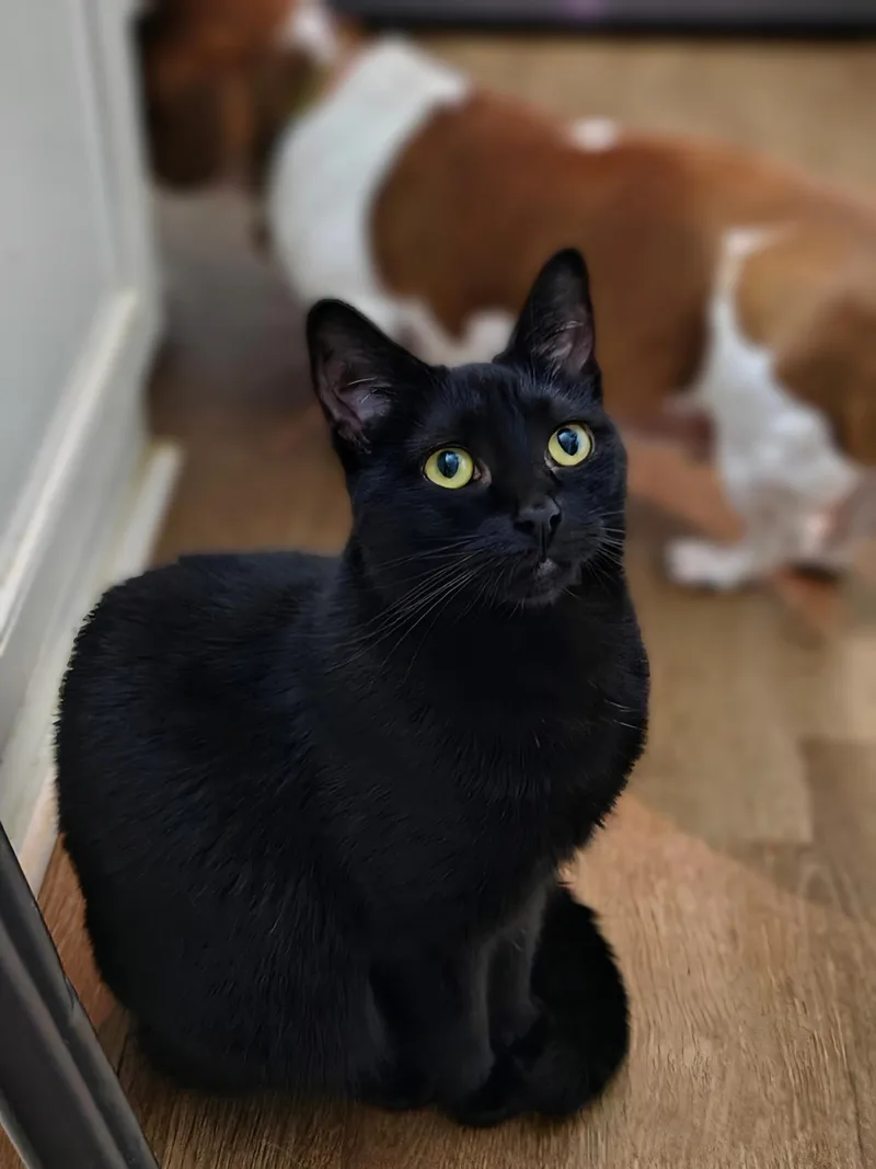 A young large-sized female Domestic Short Hair cat named Gloria for adoption in Clayton, NC