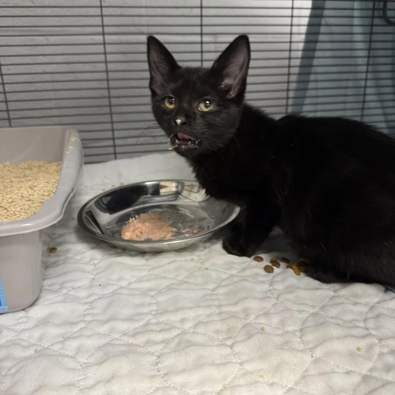 A baby small-sized female Black Domestic Short Hair cat named Pippac for adoption in East Saint Louis, IL